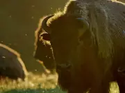 Edmonton's Cultural Weekend: Dreamspeakers Film Fest, Aysanabee and AHI Concert, Orchid Fair