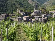 Exploring the Diverse World of Sauvignon Blanc: From Loire Valley to New Zealand