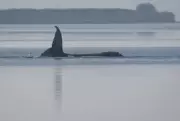 'Free Timmy!' Beached Whale Grips and Divides Germany