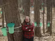 From Humble Sugar Shack to Urban Marvel: Vanier's Maple Transformation