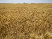 From Iran to Saskatchewan: A Refugee's Journey of Belonging in Canada