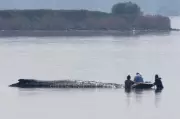 German Rescuers Launch New Bid to Free Stranded Humpback Whale