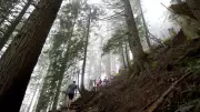 Grouse Grind Trail Reopens for 2026 Hiking Season in North Vancouver