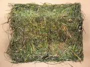 Guards Uncover Grass-Camouflaged Contraband Package at B.C. Prison