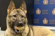Guelph Police Seek Public's Help to Name New Canine Recruit