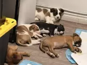 Hamilton Police Uncover Illegal Dog Breeding Operation During Major Drug Bust