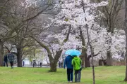 High Park Cherry Blossoms Expected to Bloom in Late April: Visitor Guide