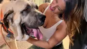 How to Adopt Your Dream Dog from a Shelter: Expert Tips