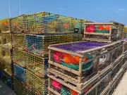 Ideal Weather Conditions Set to Boost Eastern Shore Lobster Fishery Starting Thursday