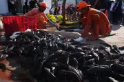 Invasive 'Janitor Fish' Removal Intensifies in Jakarta's Waterways