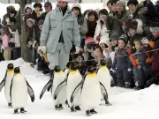 Japanese Zoo Employee Allegedly Disposed of Wife's Body in Incinerator