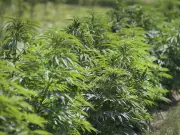 Leamington Farm Fined $50K After $80M Cannabis Bust in 2020 Police Raid