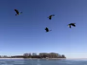 Local Concerns Over ERCA Merger and Peche Island Theme Park Proposal