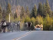Mark Carney Announces $3.8 Billion Nature Fund as B.C. Eases EV Mandate