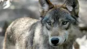 Mass poisoning suspected as 18 wolves die in Italian national park