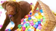 National Service Dogs Host 18th Annual Easter Egg Hunt Fundraiser in Oakville