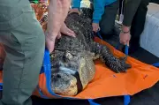 New York Man Ends Legal Battle to Reclaim Seized 12-Foot Alligator Albert
