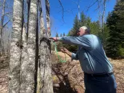 Nova Scotia Maple Syrup Producer Fights Eviction Notice