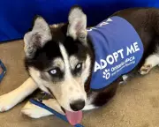 Ontario SPCA Launches 'Dog's Day Out' Program for Animal Lovers