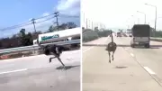 Ostrich on a Side Quest: Runaway Bird Sprints on Thai Highway After Escape