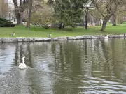 Otis and Ophelia Return to Kitchener's Victoria Park for Spring