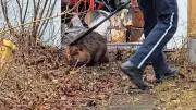 Ottawa Bylaw Officer Captures Beaver Wandering in Alta Vista Backyard Shed