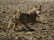 Pregnant Coyote Juniper Released After Leg Injury Rescue by Wildlife Center
