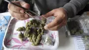 RCMP Finds No Evidence for N.S. Government Cannabis Claims