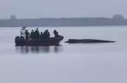 Rescuers Abandon Hope for Humpback Whale Stranded in Baltic Sea