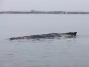 Rescuers Abandon Hope for Stranded Humpback Whale in Baltic Sea