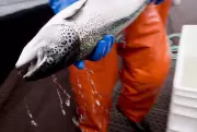 Salmon Exposed to Cocaine Swim Farther, Study Reveals