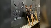 Saskatoon Police Canine Unit Key in Multiple Arrests During Easter Weekend