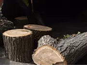 Saskatoon's Elm Wood Disposal Initiative Doubles Volume Amid Dutch Elm Disease Surge