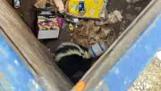 Skunk Rescued in Barrie After Plastic Container Traps Its Head in Dumpster