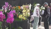 St. Albert Orchid Fair: Five Blooms Win Top Honors at Annual Horticultural Show