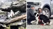 Strangers Fund Search for Dog Lost in New Zealand Forest, Leading to Reunion
