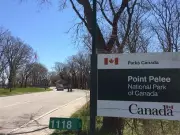 Suspected Waterfowl Poaching Reported at Point Pelee National Park