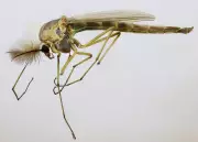 Swarms of Tiny Midges Return to Toronto: What You Need to Know
