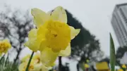 The Daffodil: A Symbol of Hope and Resilience for Cancer Awareness Month