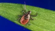 Tick Season in Manitoba: How to Stay Safe Outdoors