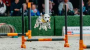 Top 10 Weekend Activities in Calgary: April 24-26 Events Guide