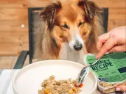 Toronto Waives Adoption Fees for Large Dogs to Find Forever Homes