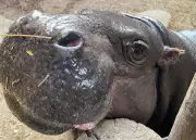 Toronto Zoo Announces Pregnancy of Endangered Pygmy Hippo Kindia