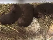 Toronto Zoo Celebrates Birth of Three Endangered River Otter Pups