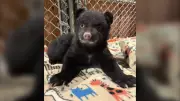 Two Orphaned Black Bear Cubs Rescued on Vancouver Island After Mother Found Dead