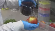 UBC Researchers Develop Fruit Wash That Extends Produce Freshness and Removes Pesticides