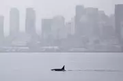 Unprecedented Orca Pod Visits Seattle, Thrilling Local Whale Watchers