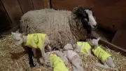 Vermont ewe gives birth to rare sextuplets, all doing well