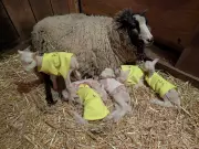 Vermont farmer's ewe surprises with rare sextuplets instead of twins