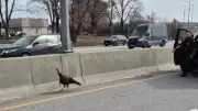 Wild Turkey Dies on Ottawa Highway Despite Police Rescue Attempts